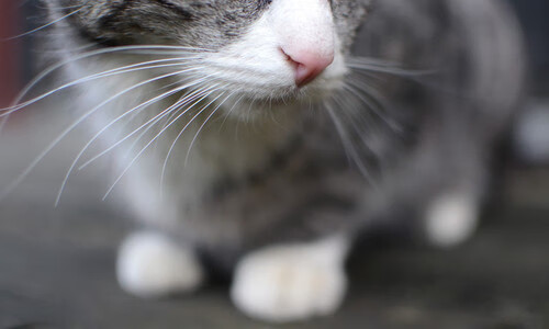 爱游戏体育账号注册-乒乓球国际赛事赛制更新，比赛形式多样化，乒乓球国际赛事赛制更新,比赛形式多样化的原因